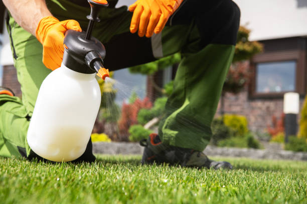 Best Flea Control Services  in Belvedere Park, GA